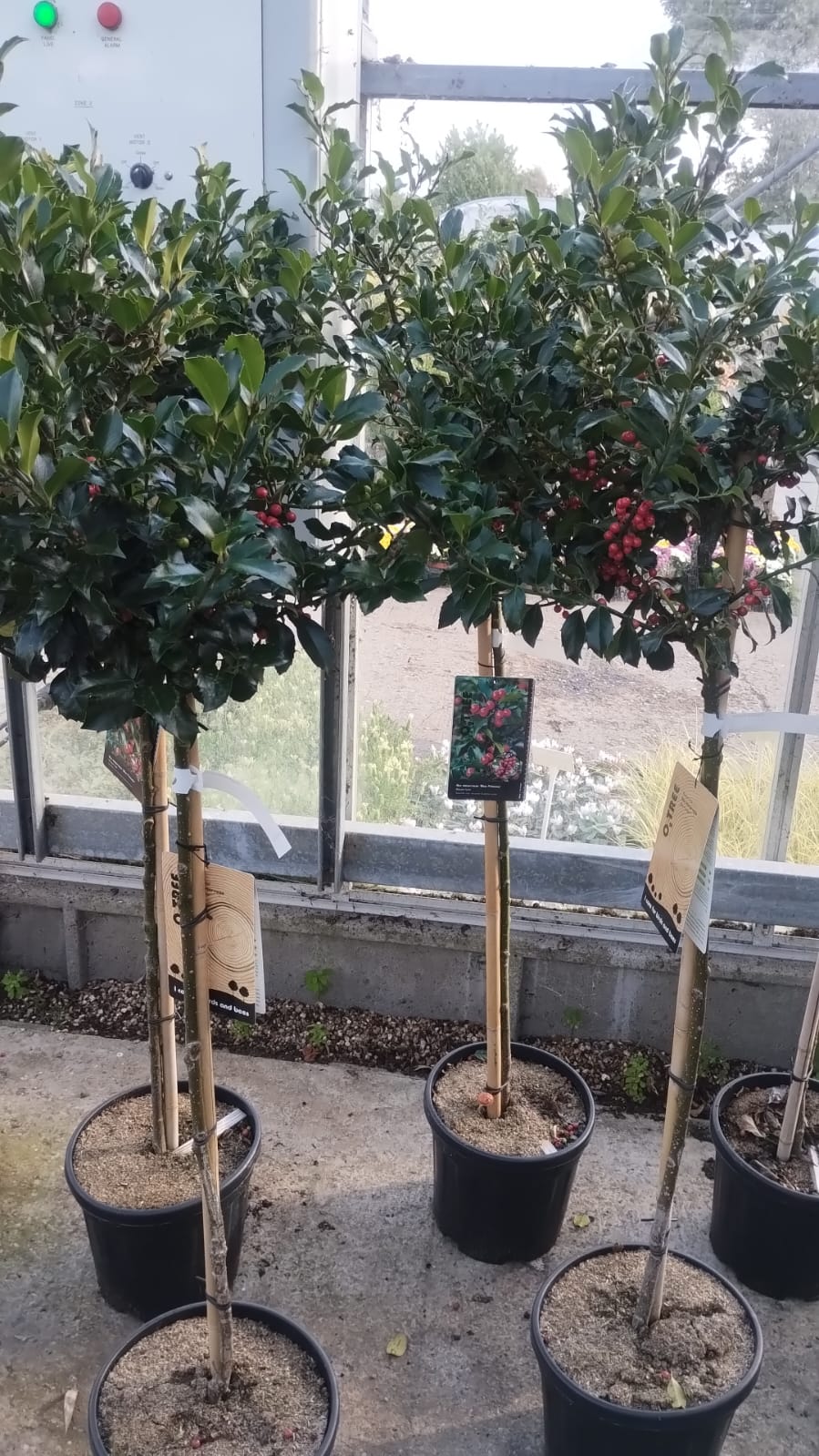 Plants & Trees - Image 11