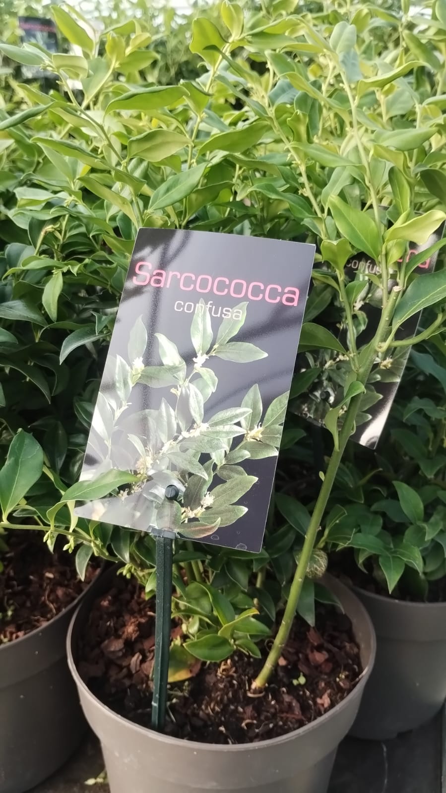 Plants & Trees - Image 13