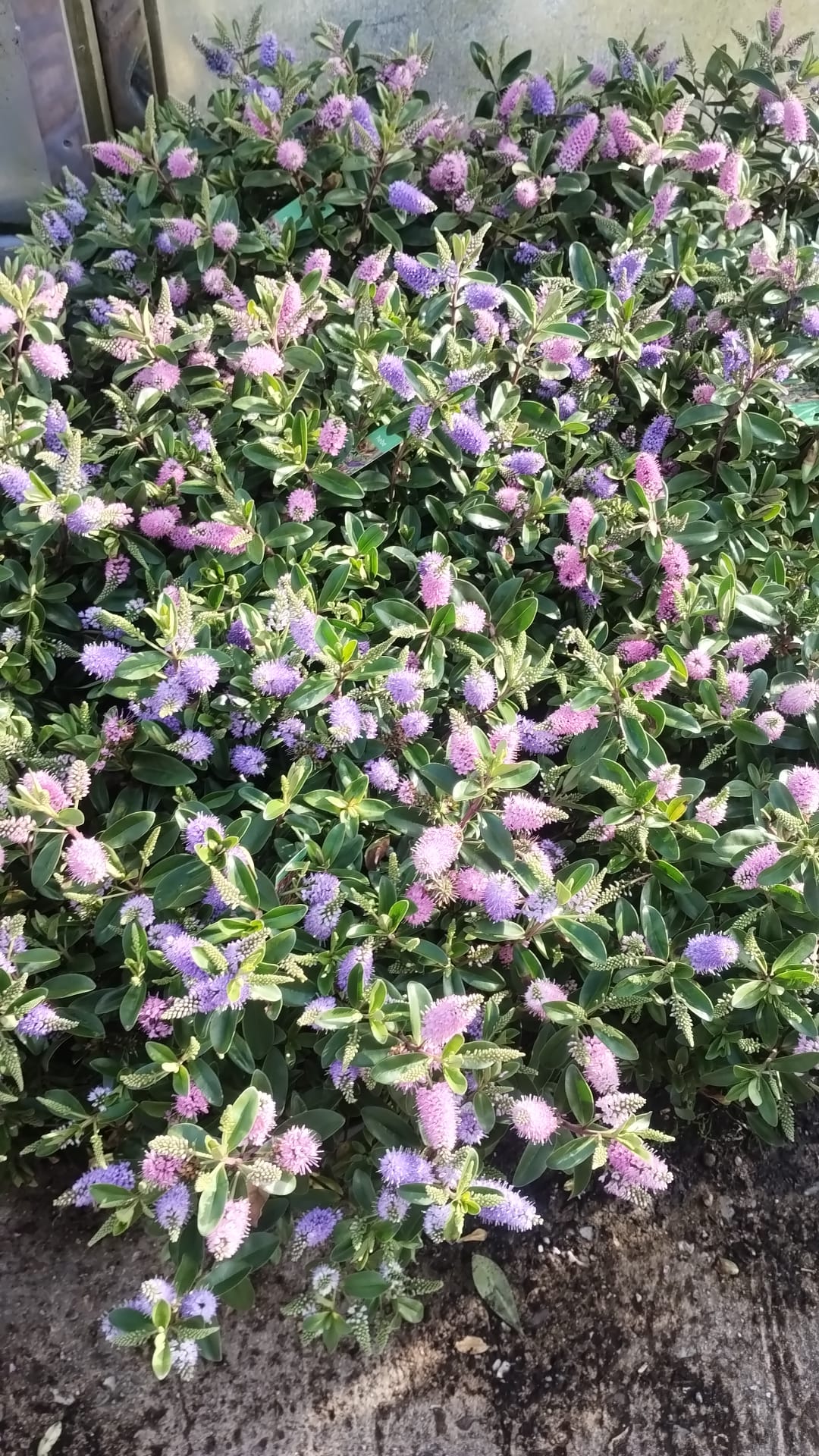 Plants & Trees - Image 15