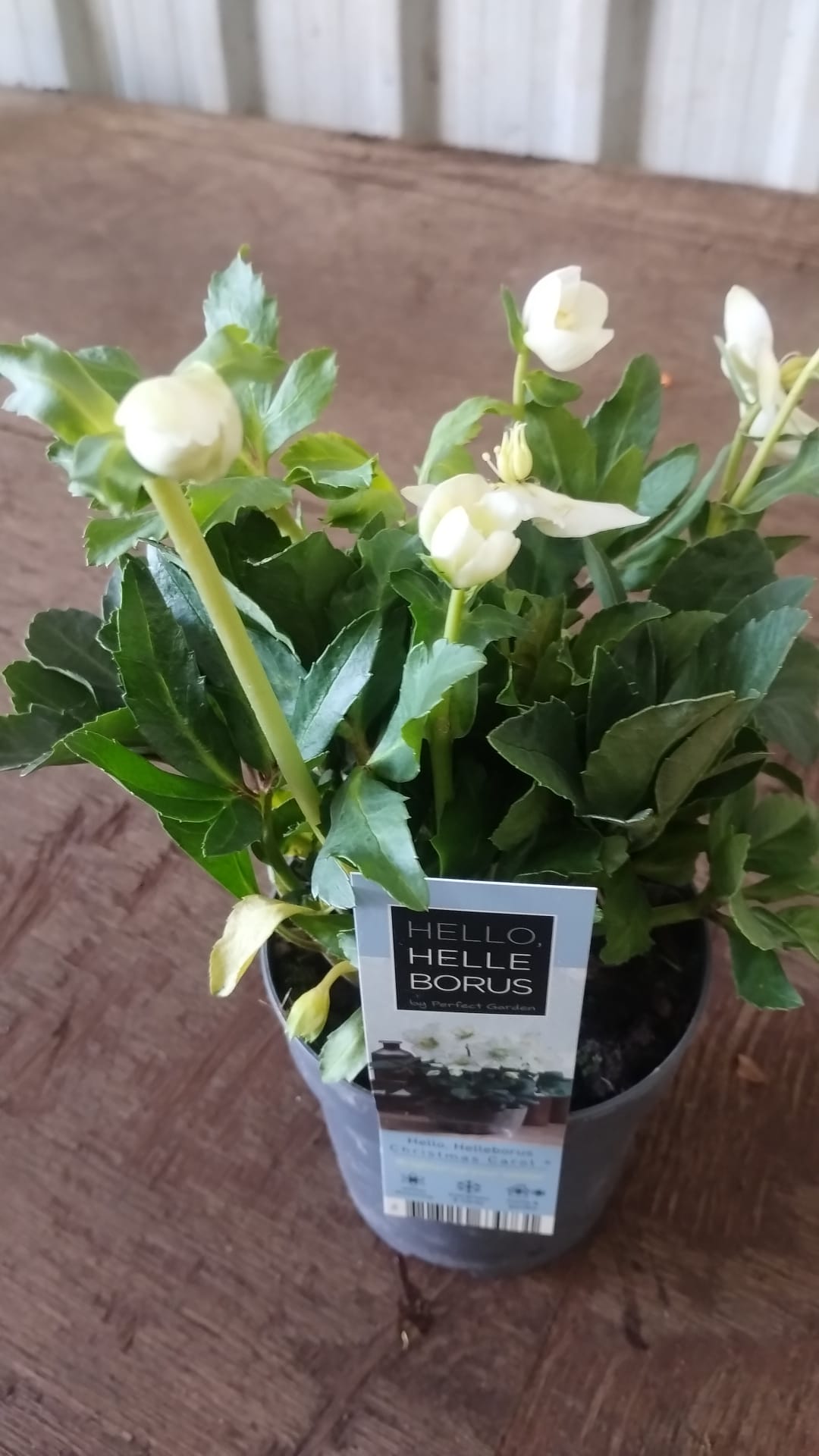 Plants & Trees - Image 27