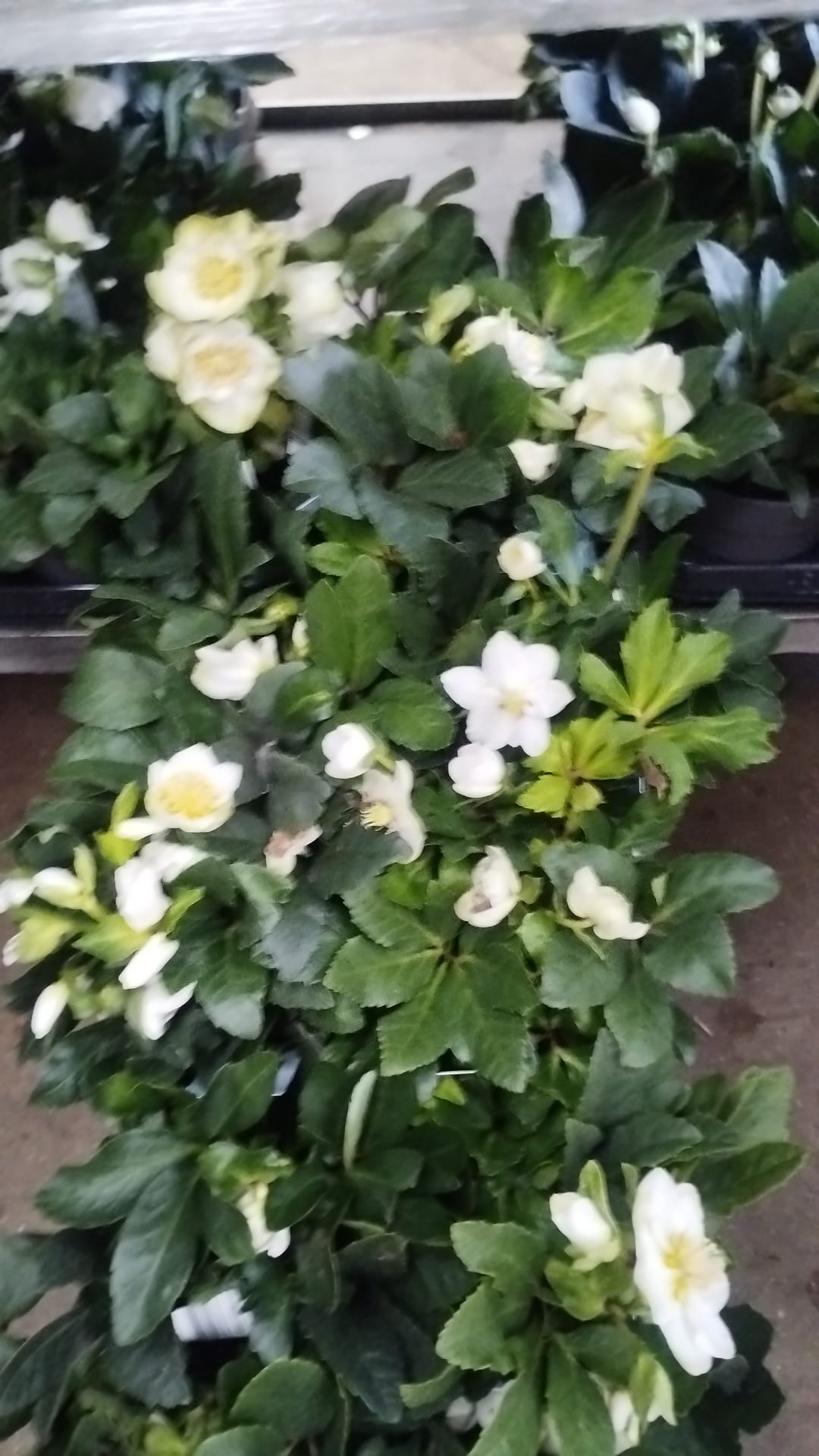 Plants & Trees - Image 29