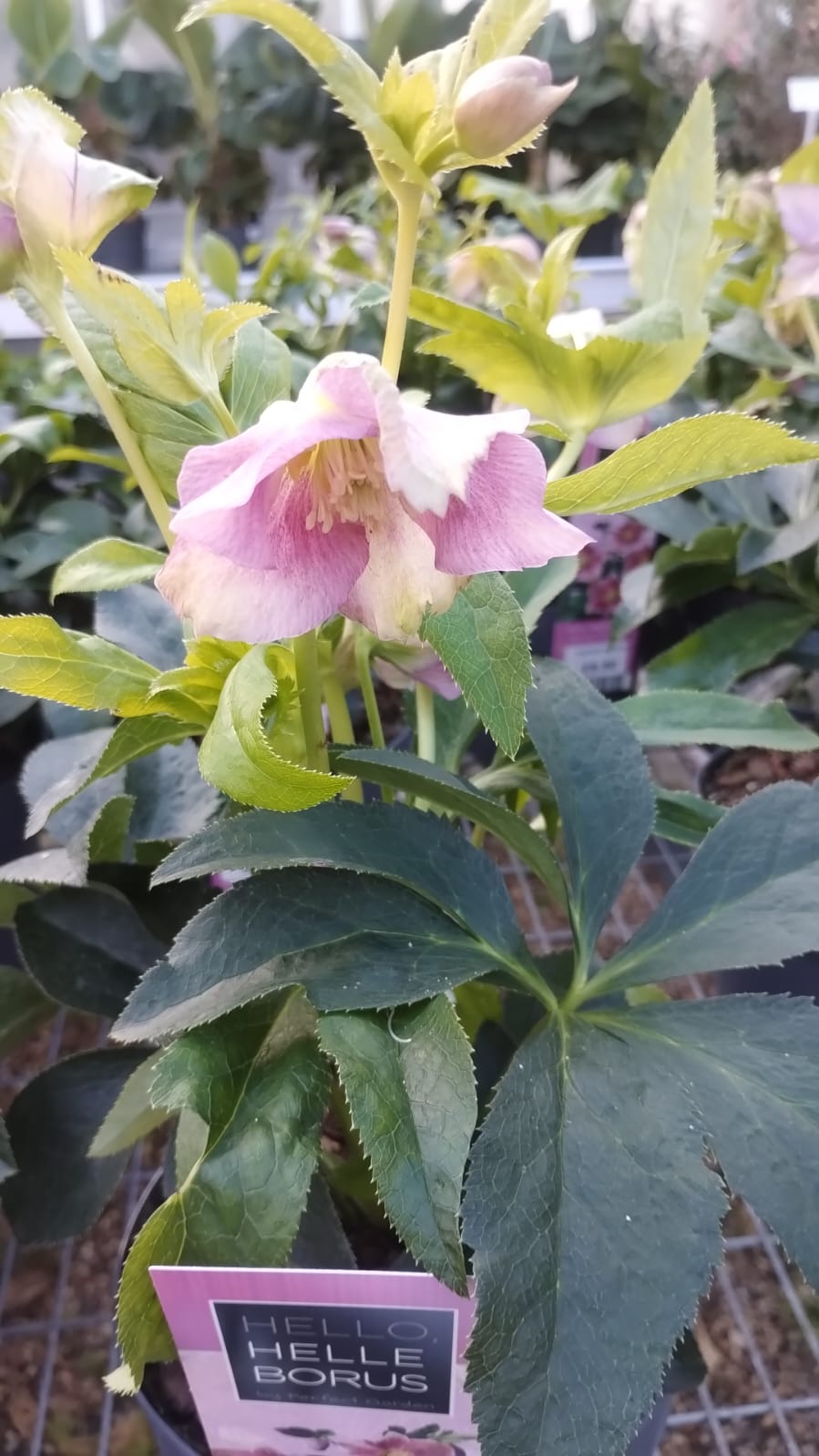 Plants & Trees - Image 30