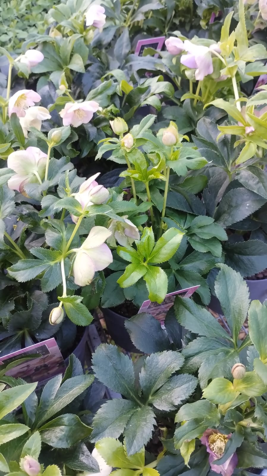 Plants & Trees - Image 31