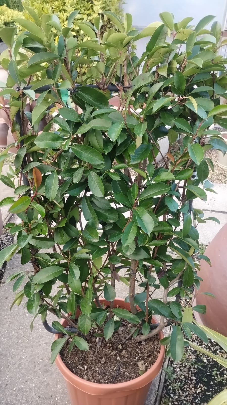 Plants & Trees - Image 38