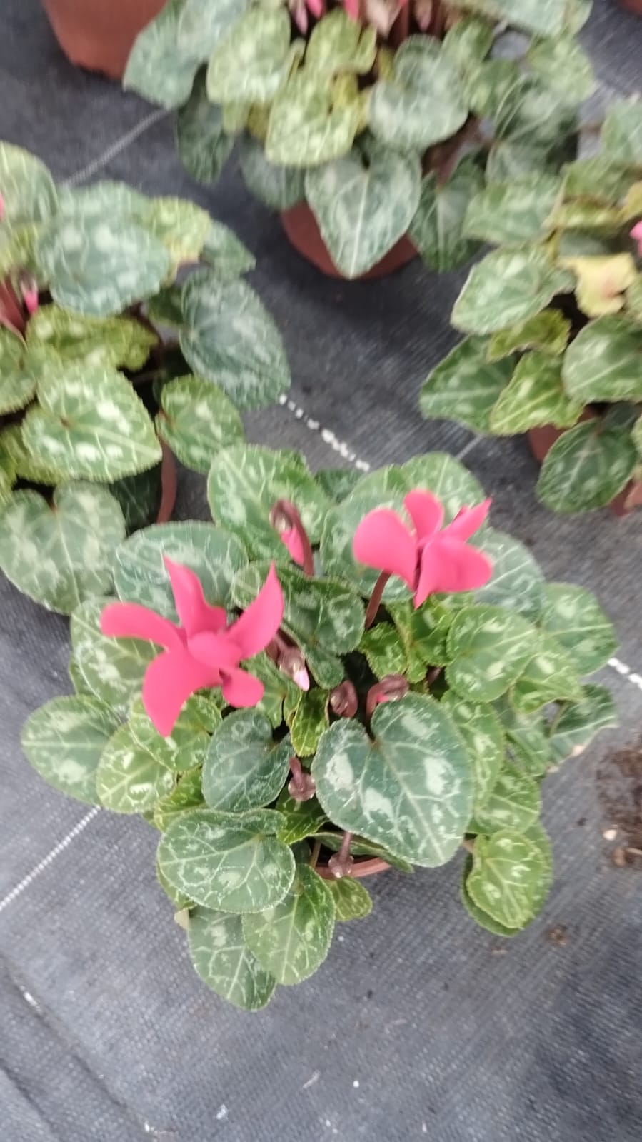 Plants & Trees - Image 39