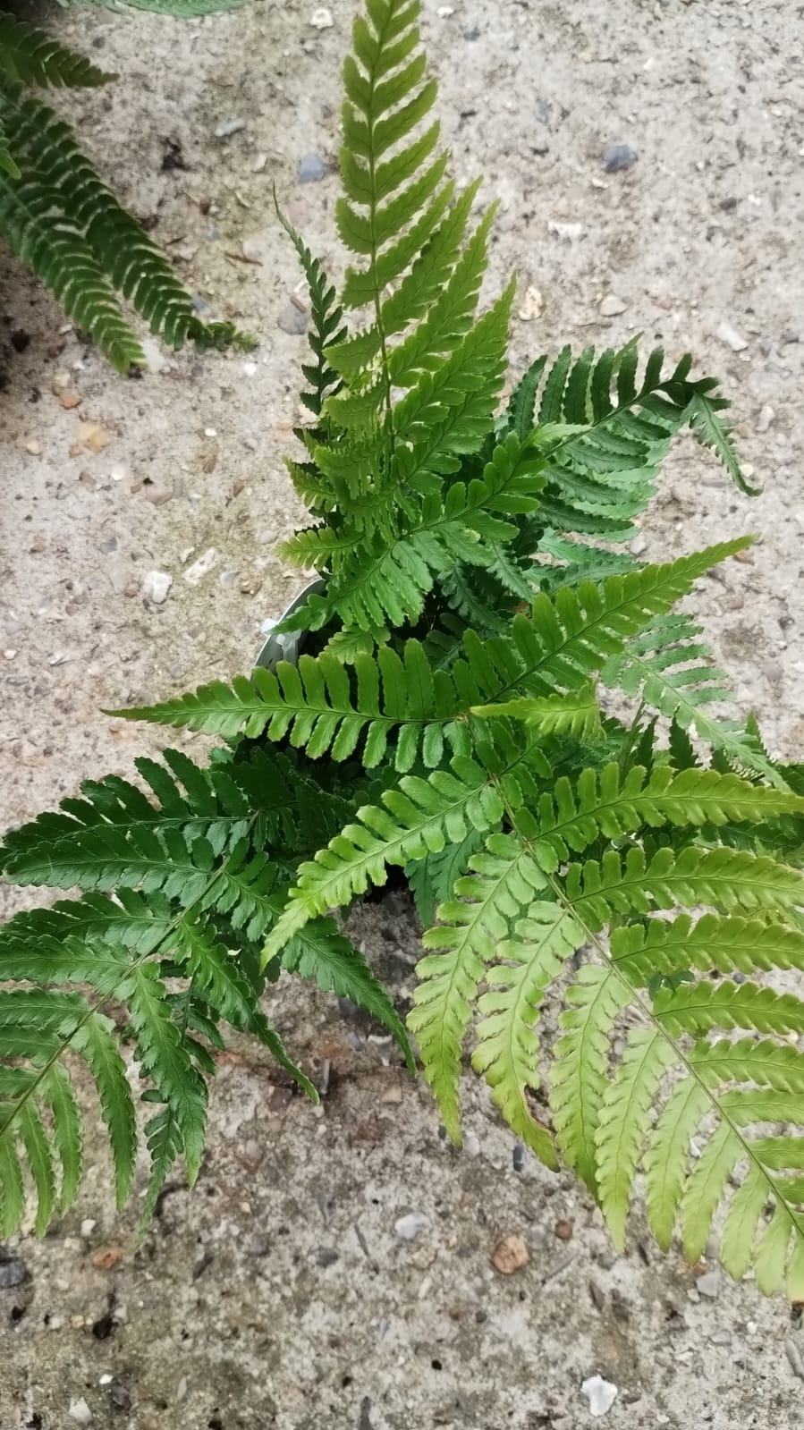 Plants & Trees - Image 40