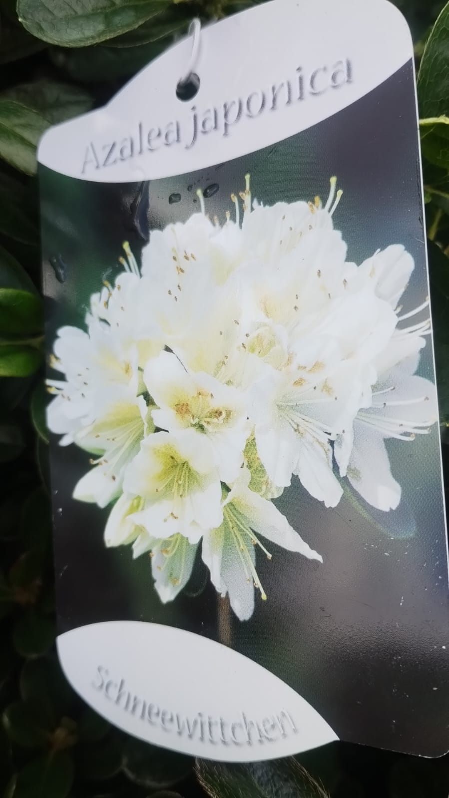 Plants & Trees - Image 52