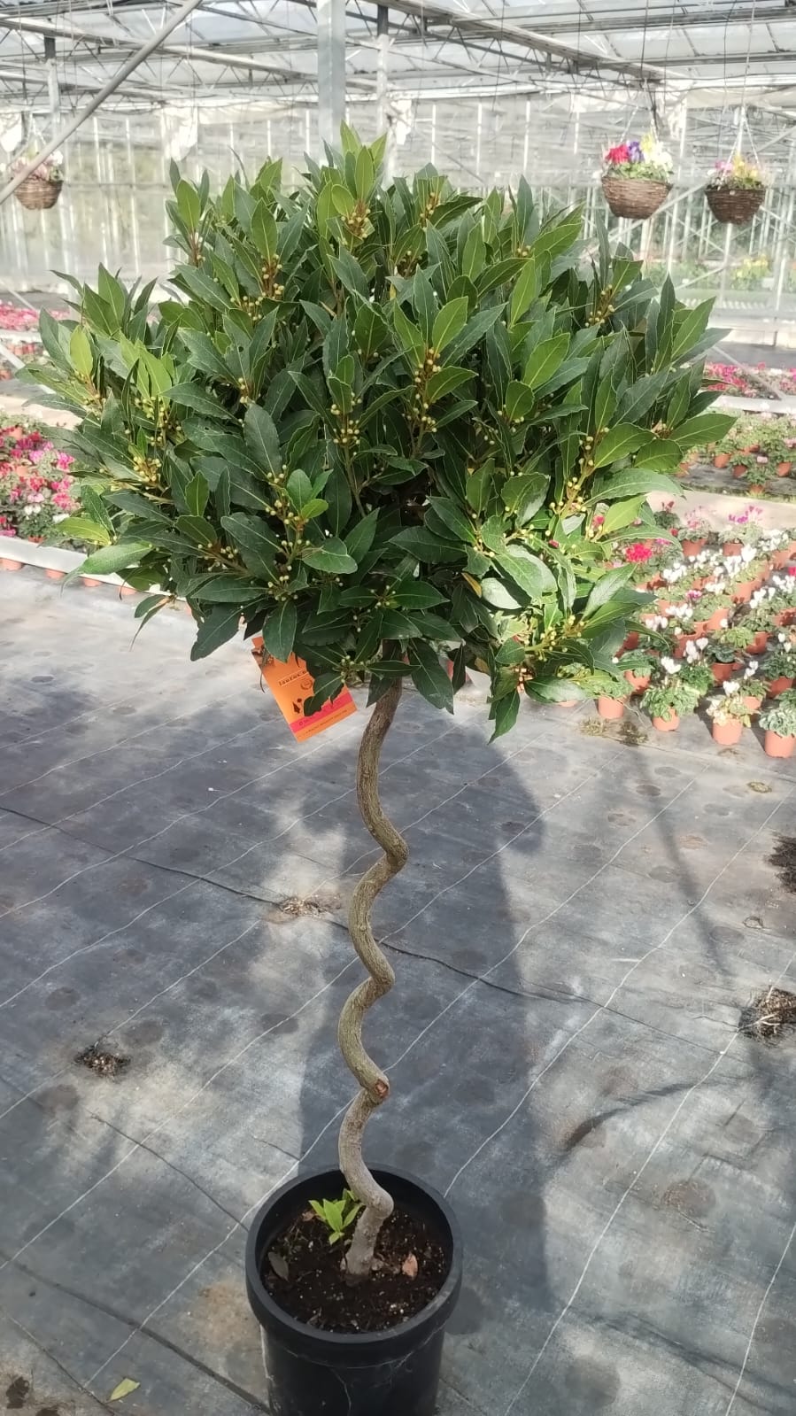 Plants & Trees - Image 53