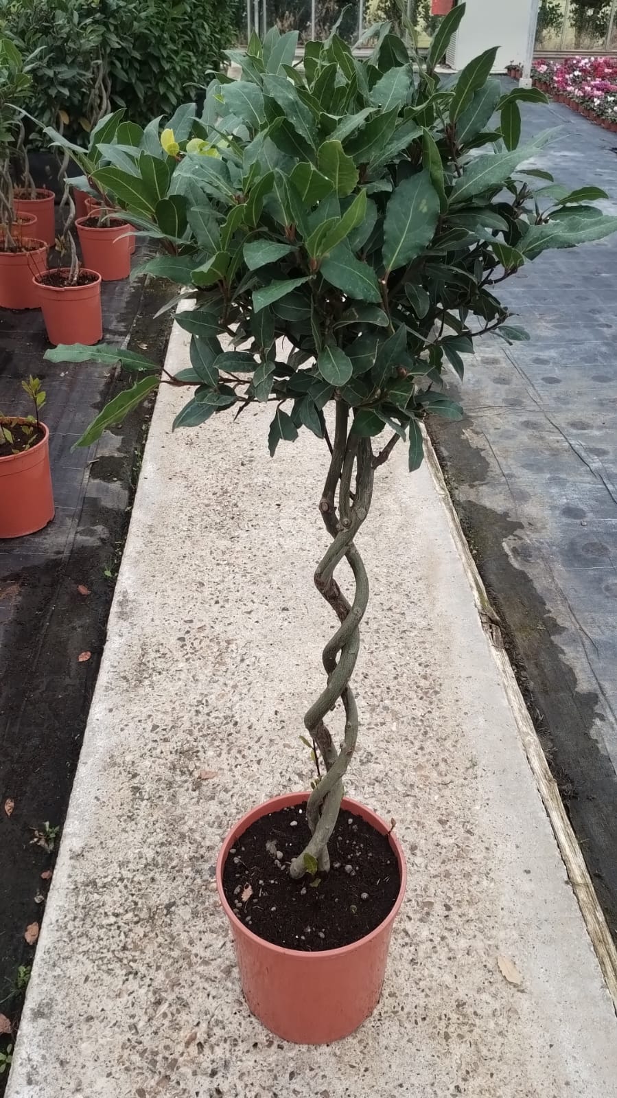 Plants & Trees - Image 54