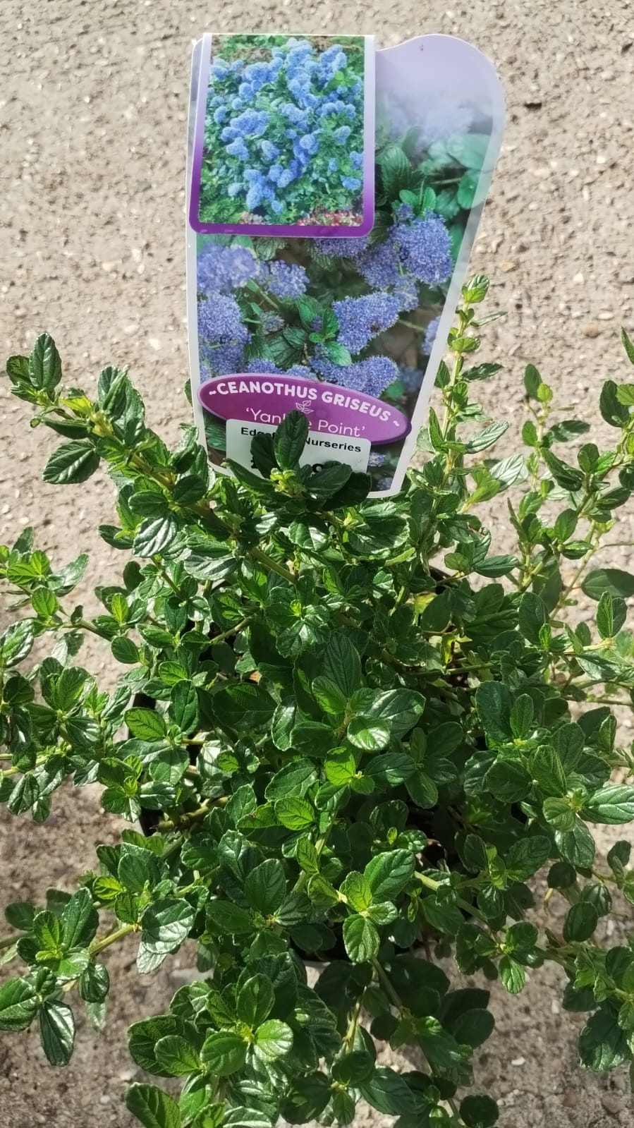 Plants & Trees - Image 55