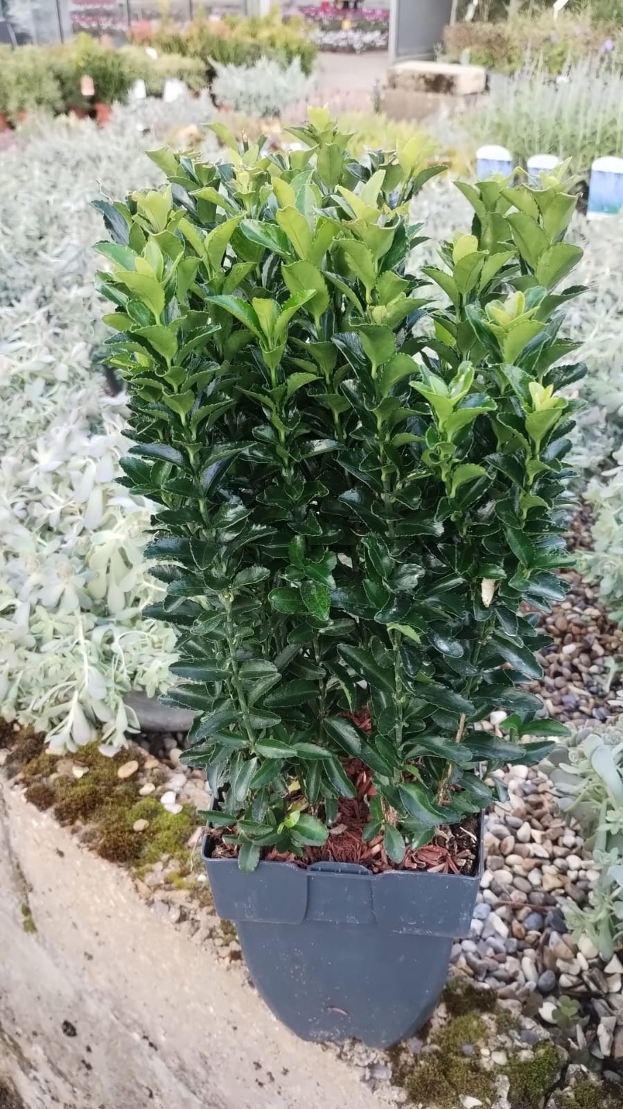 Plants & Trees - Image 56