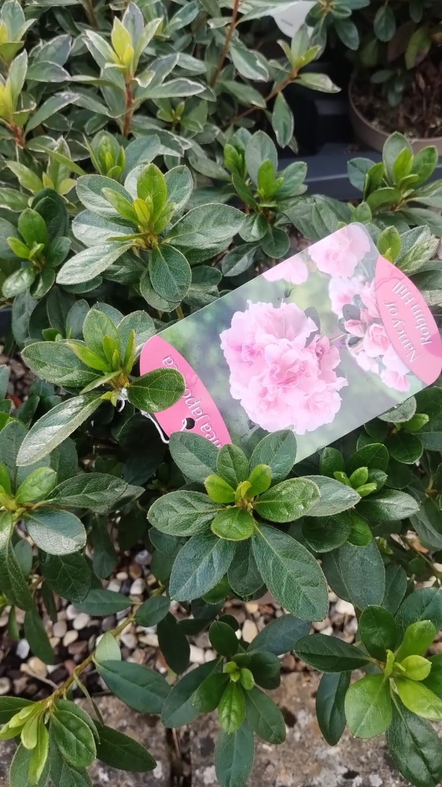 Plants & Trees - Image 42