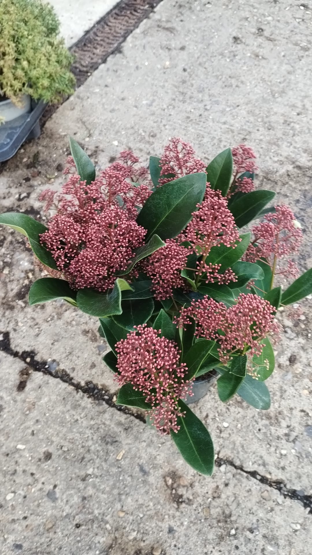 Plants & Trees - Image 45