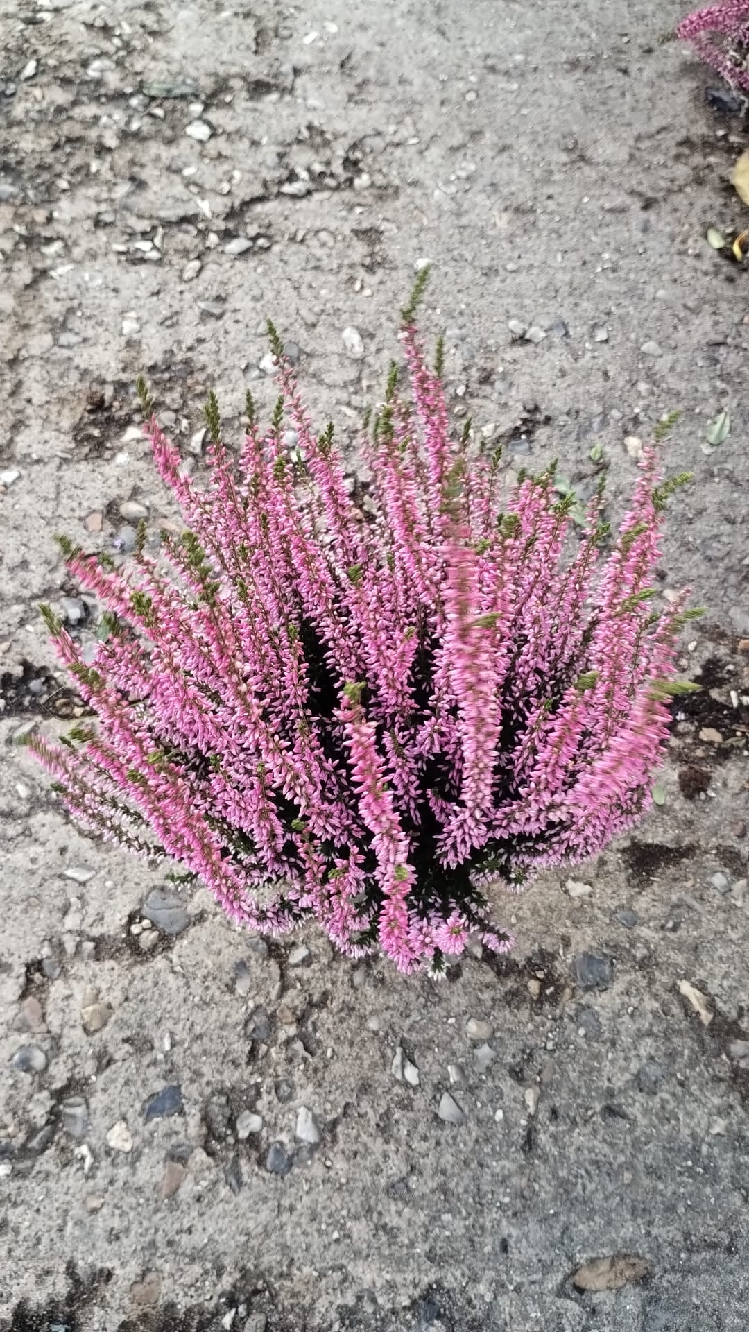 Plants & Trees - Image 46