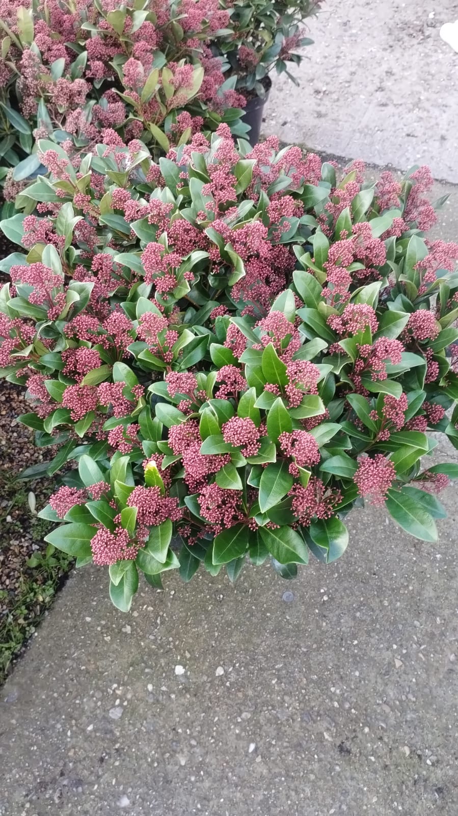 Plants & Trees - Image 47