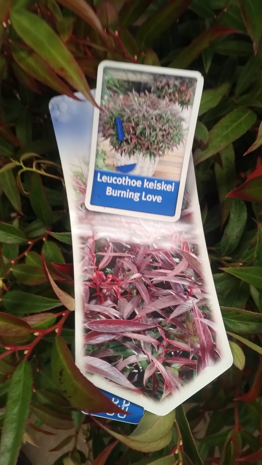 Plants & Trees - Image 85