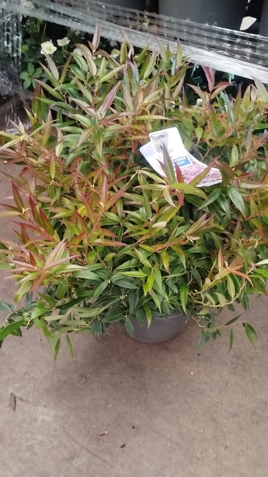 Plants & Trees - Image 86