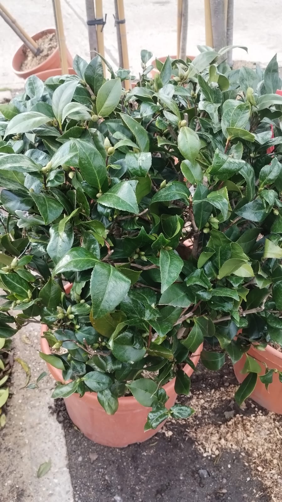 Plants & Trees - Image 87