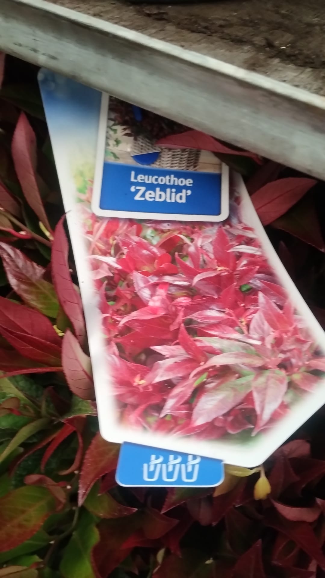 Plants & Trees - Image 66