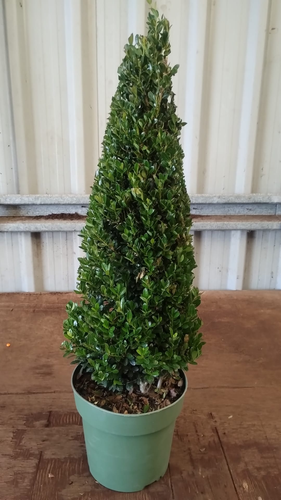 Plants & Trees - Image 70