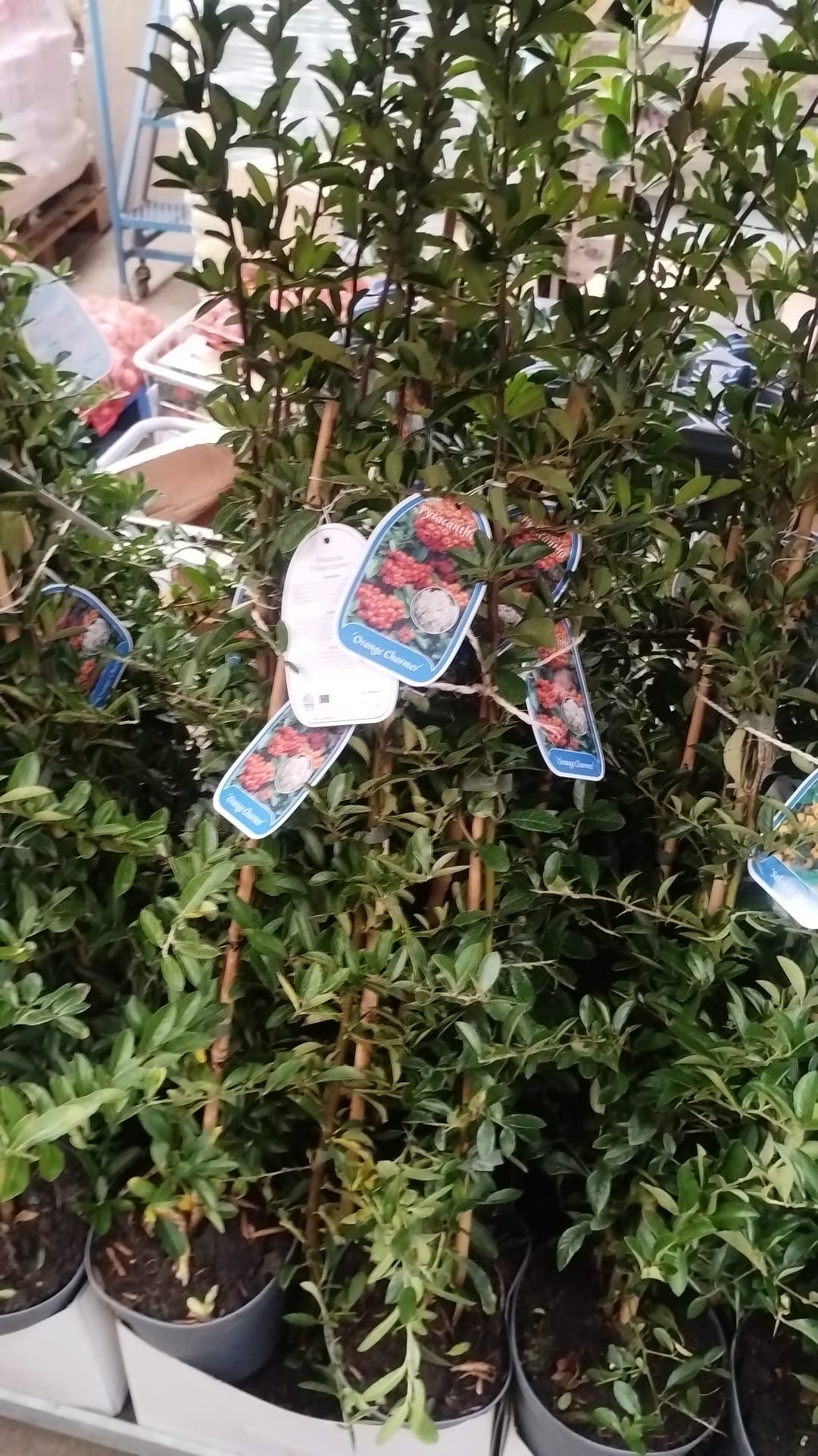 Plants & Trees - Image 72