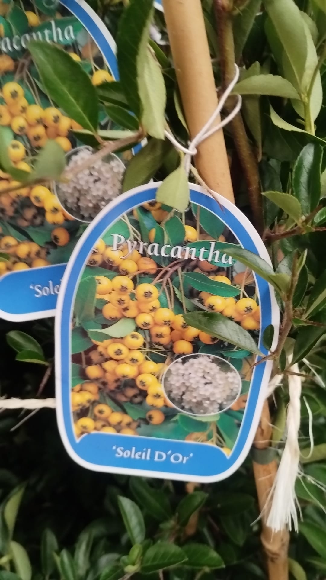 Plants & Trees - Image 73