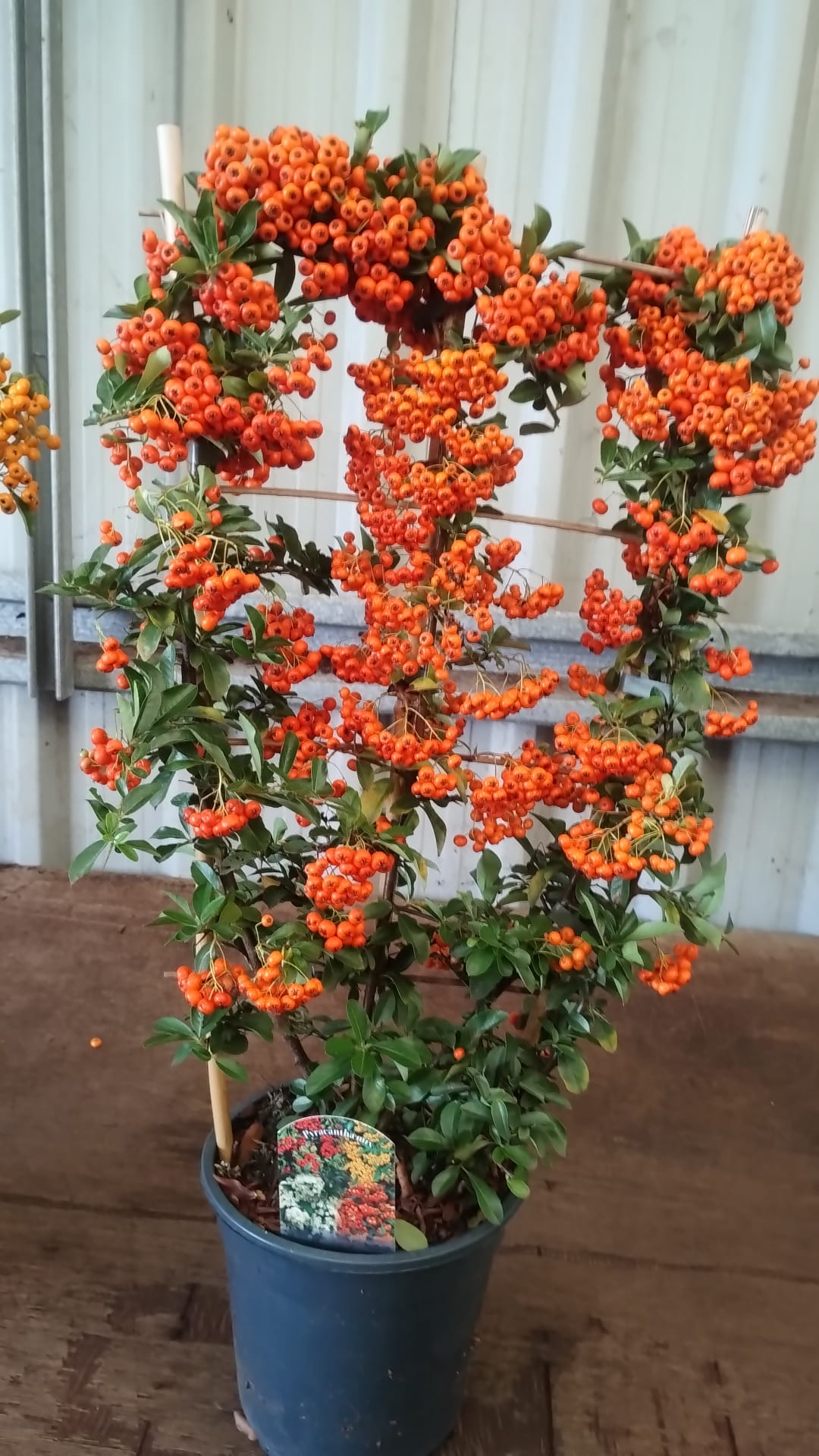 Plants & Trees - Image 75