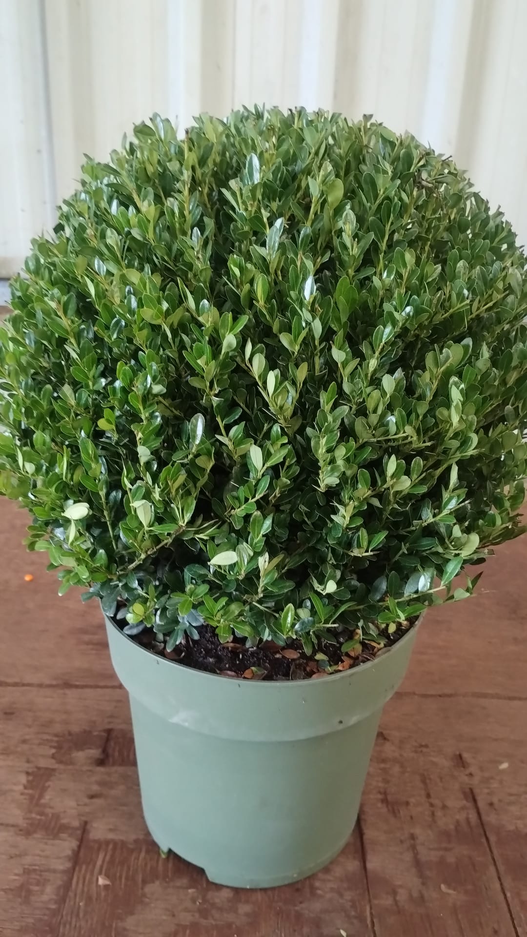 Plants & Trees - Image 76