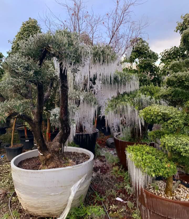 Plants & Trees - Image 18