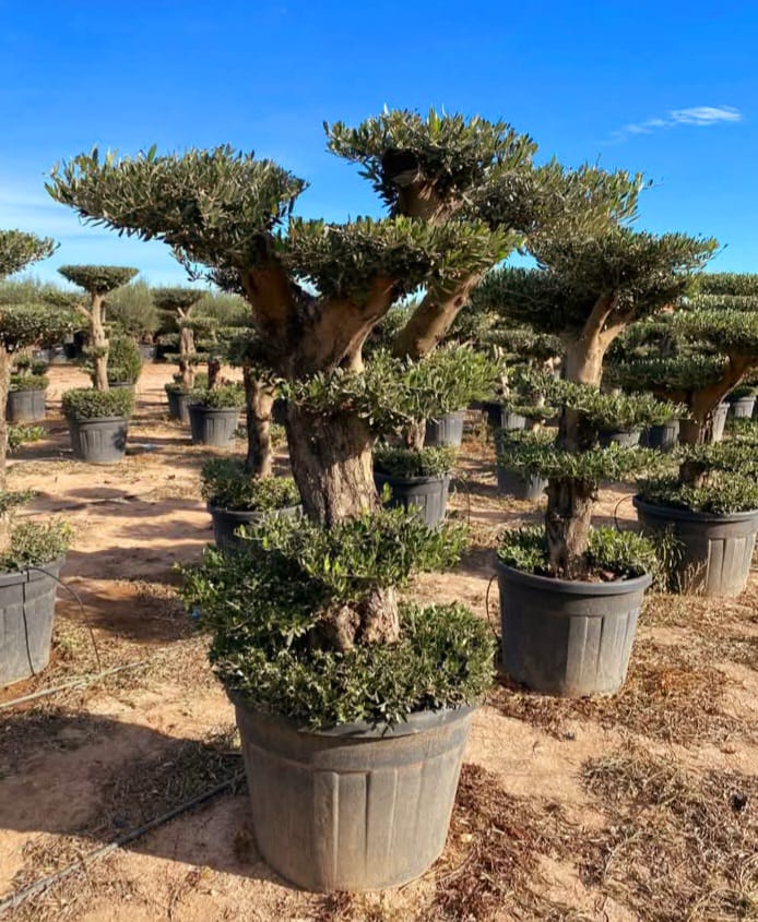 Plants & Trees - Image 26