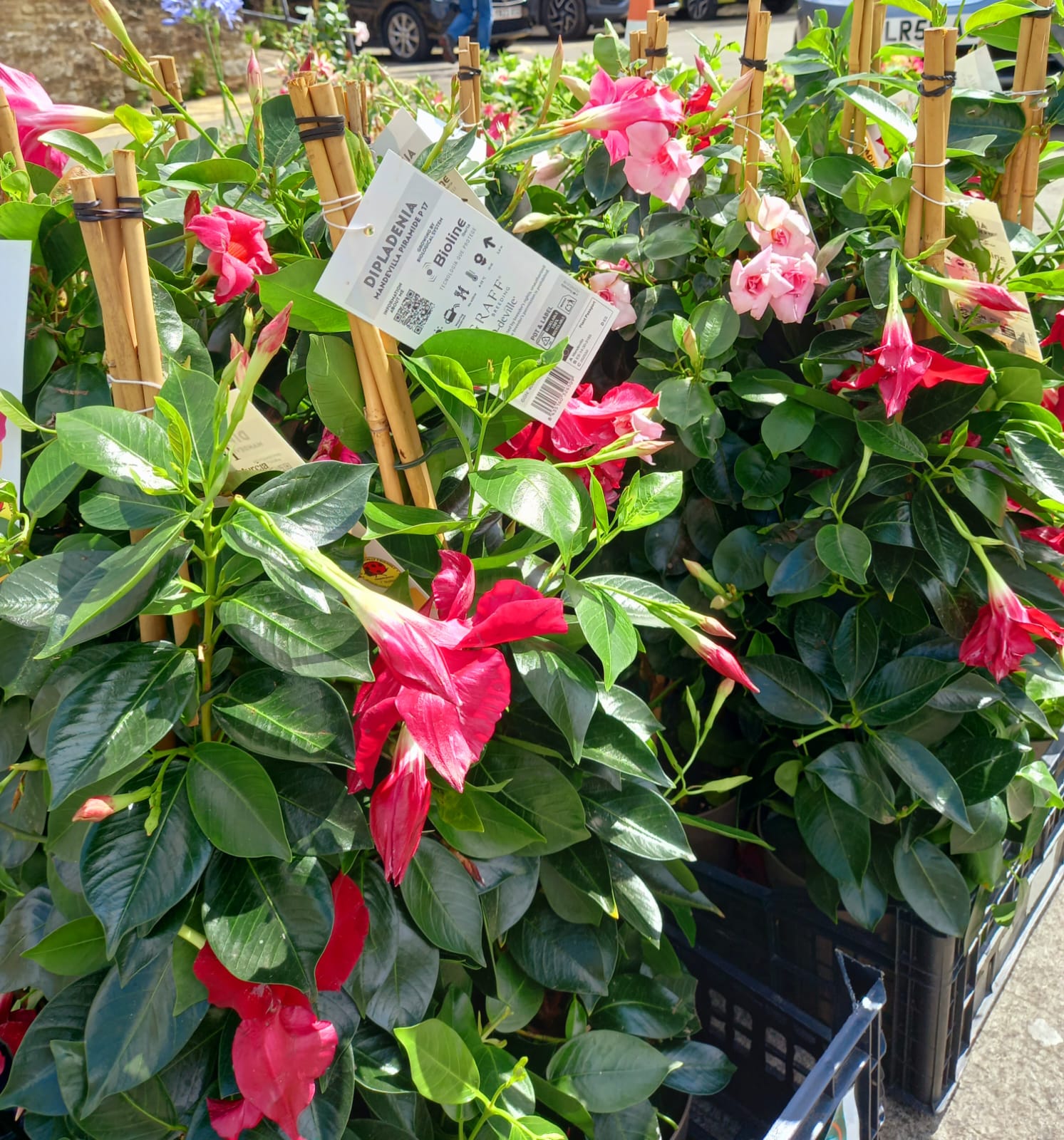 Dipladenia Display - Seasonal Color