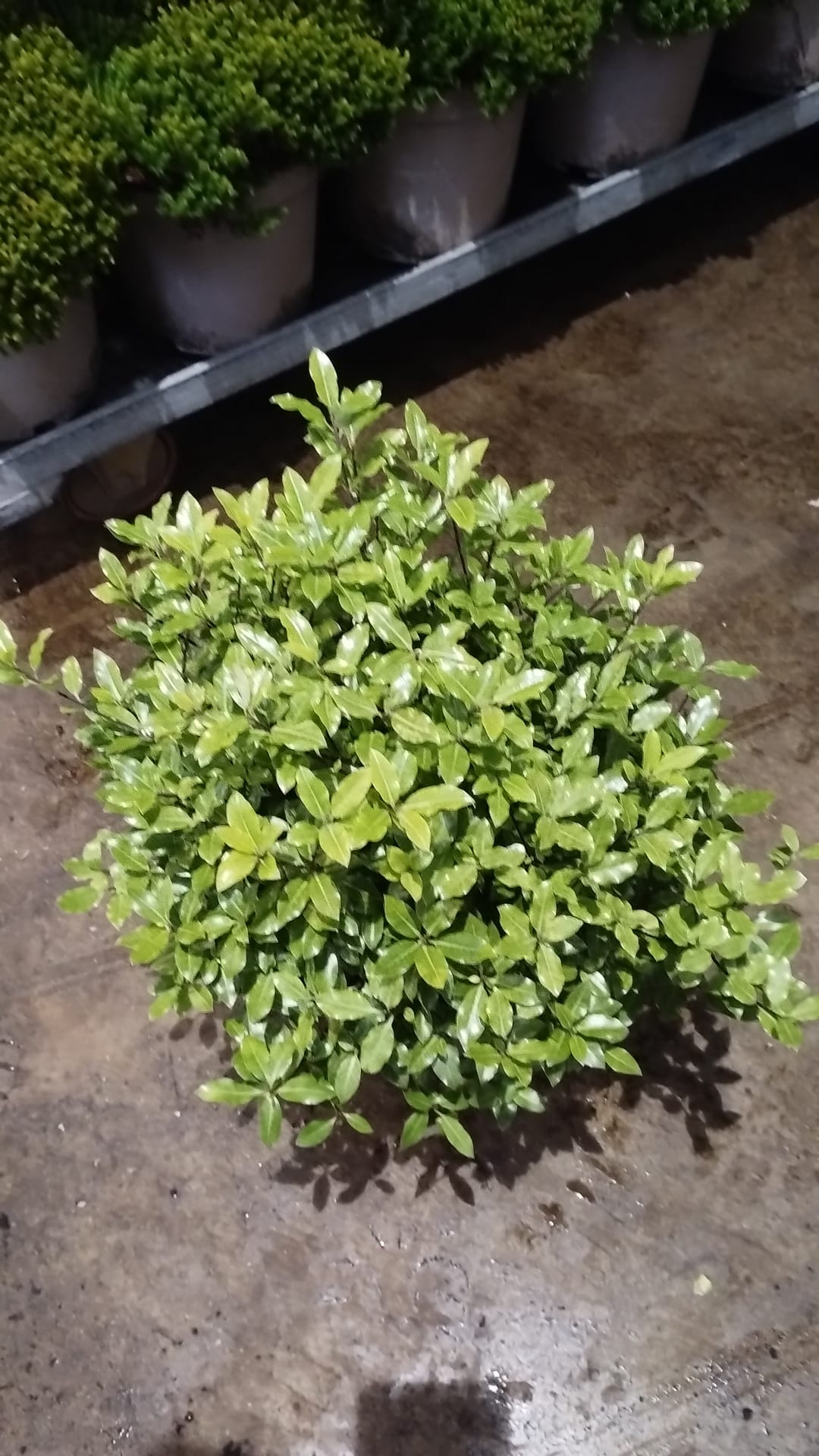 Boxwood Ball - Topiary