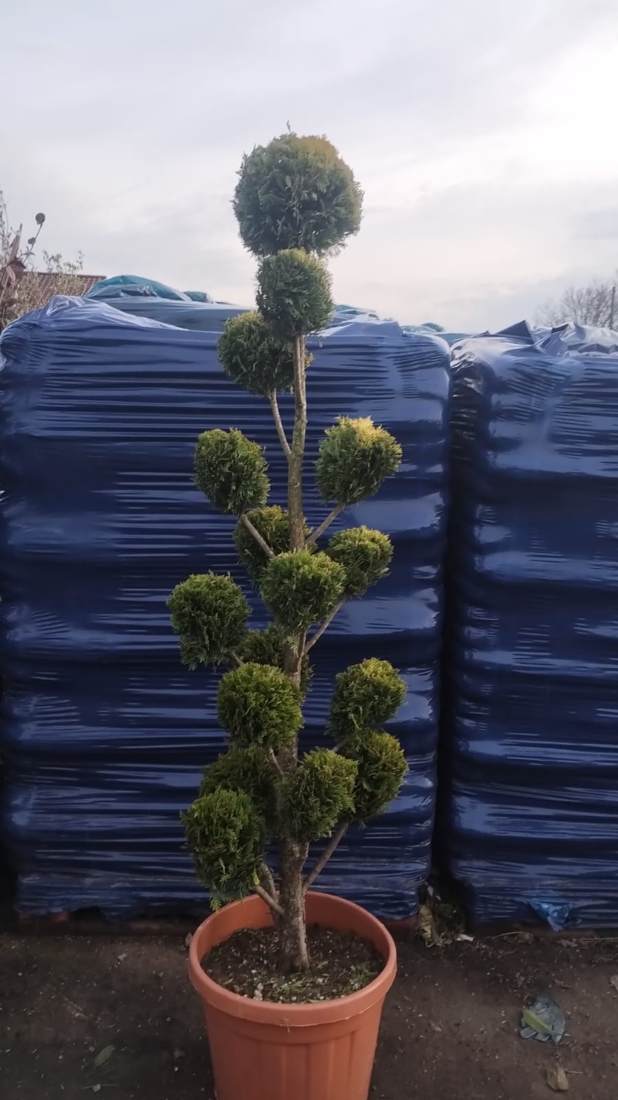 Cloud Topiary - Specimen Topiary