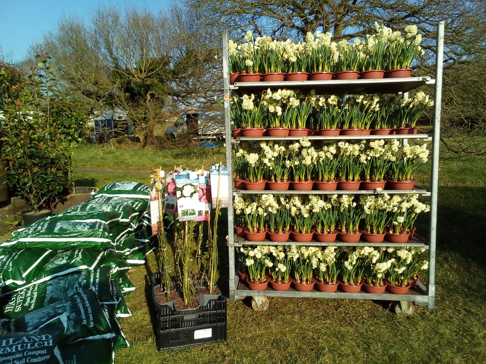 White Daffodils - Spring Bulbs