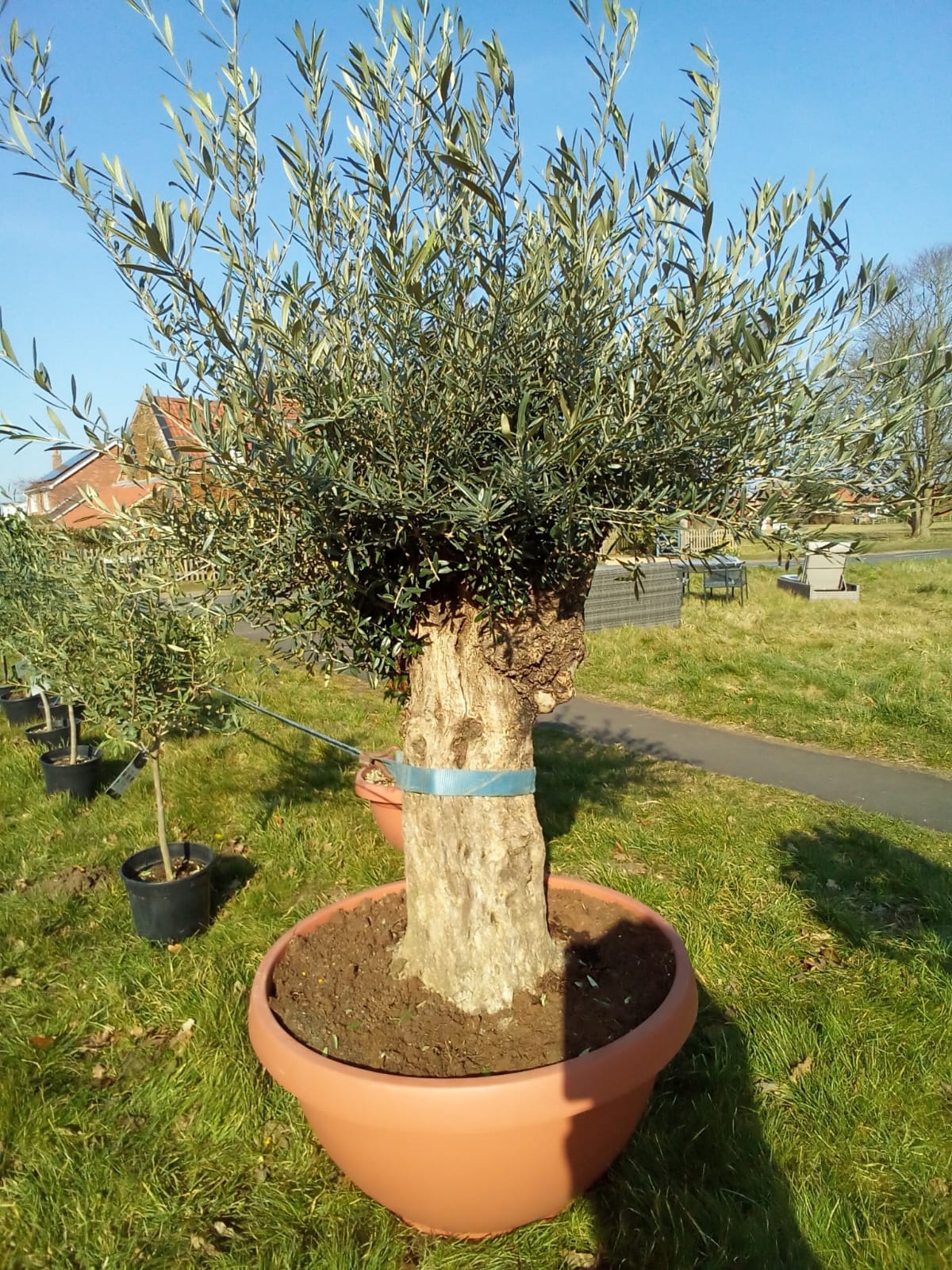 Plants & Trees - Image 9