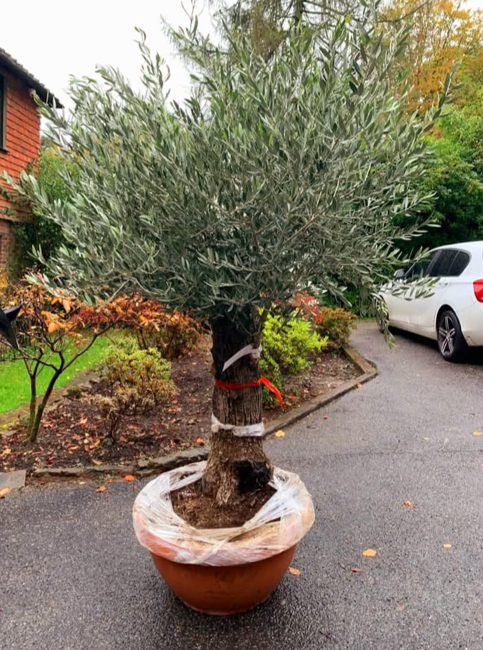 Plants & Trees - Image 57