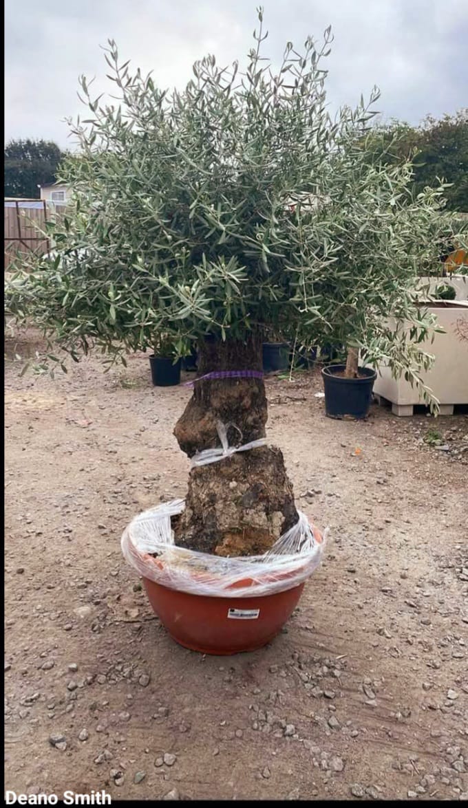Hydrangea - Flowering Plants