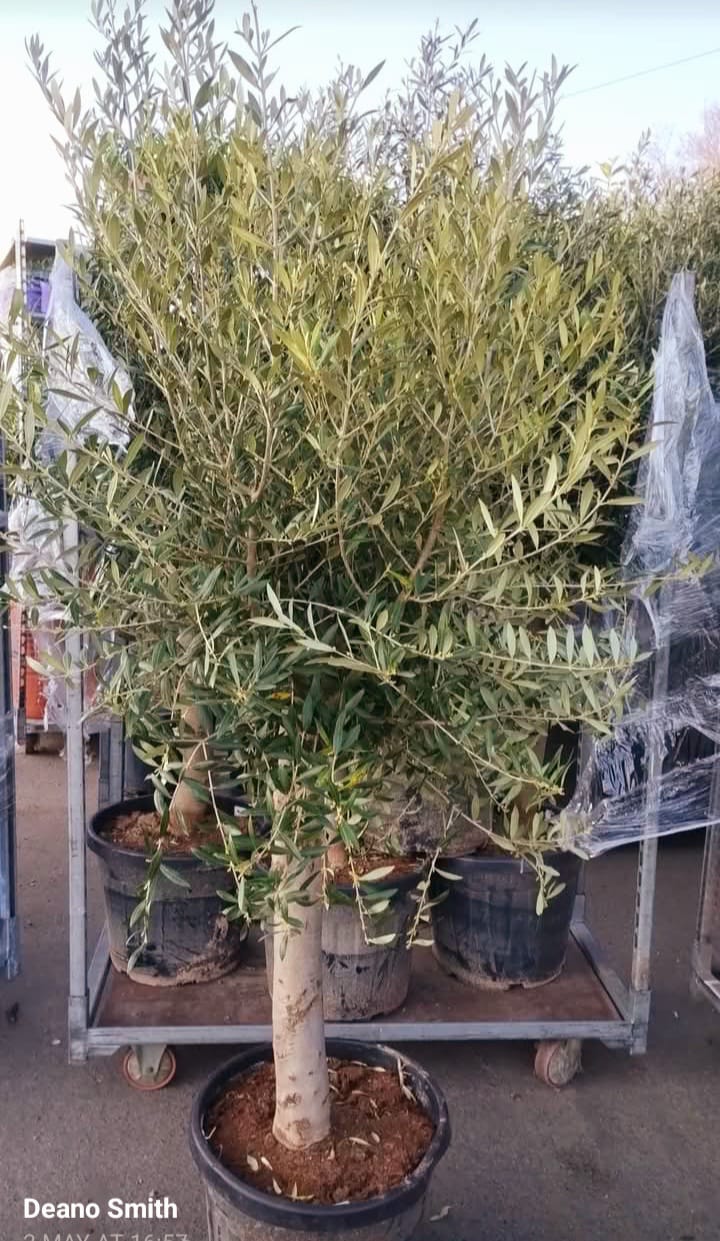 Plants & Trees - Image 2