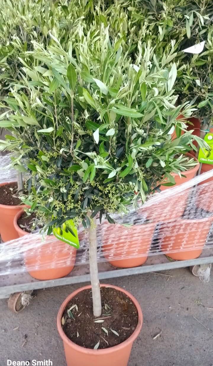 Teak garden table set