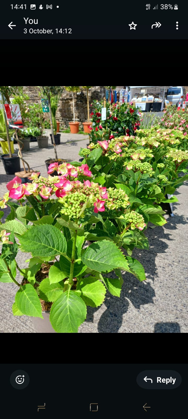 Premium Olive Trees - Specimen Trees