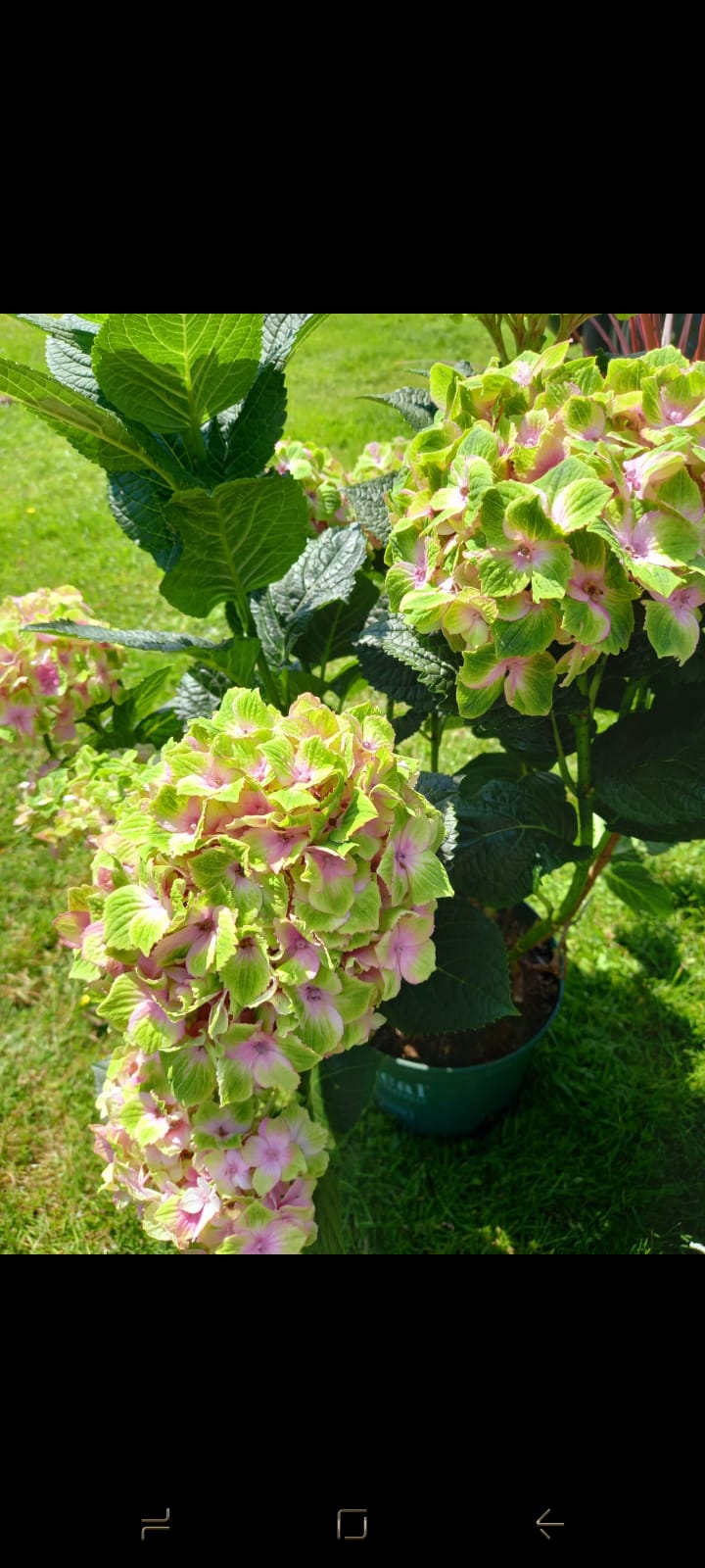 Plants & Trees - Image 25