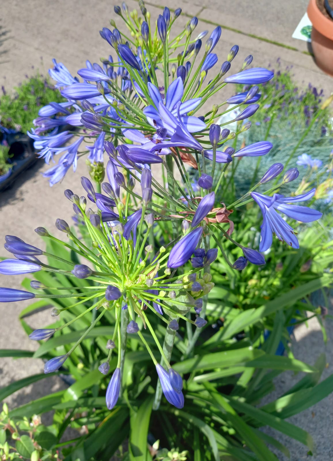 Blue Agapanthus - Flowering Perennials