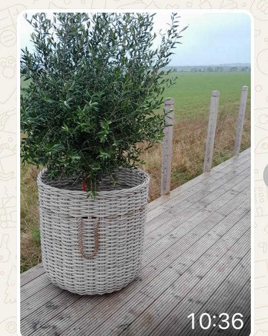 Woven Basket Planters