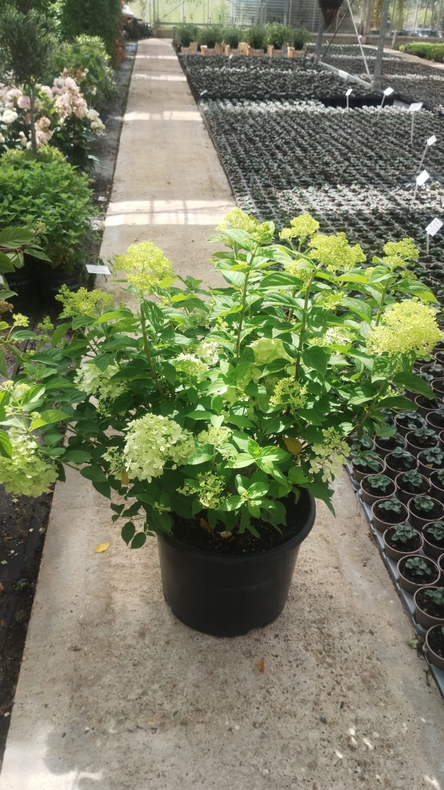 Hydrangea Paniculata