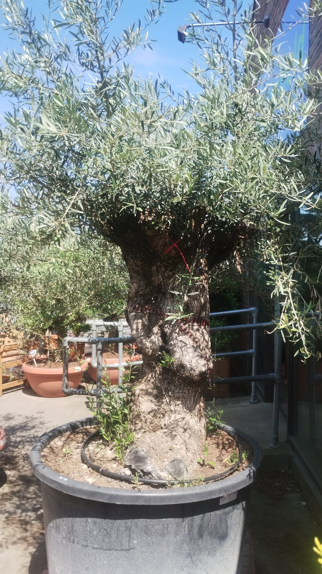 Mature Olive Tree