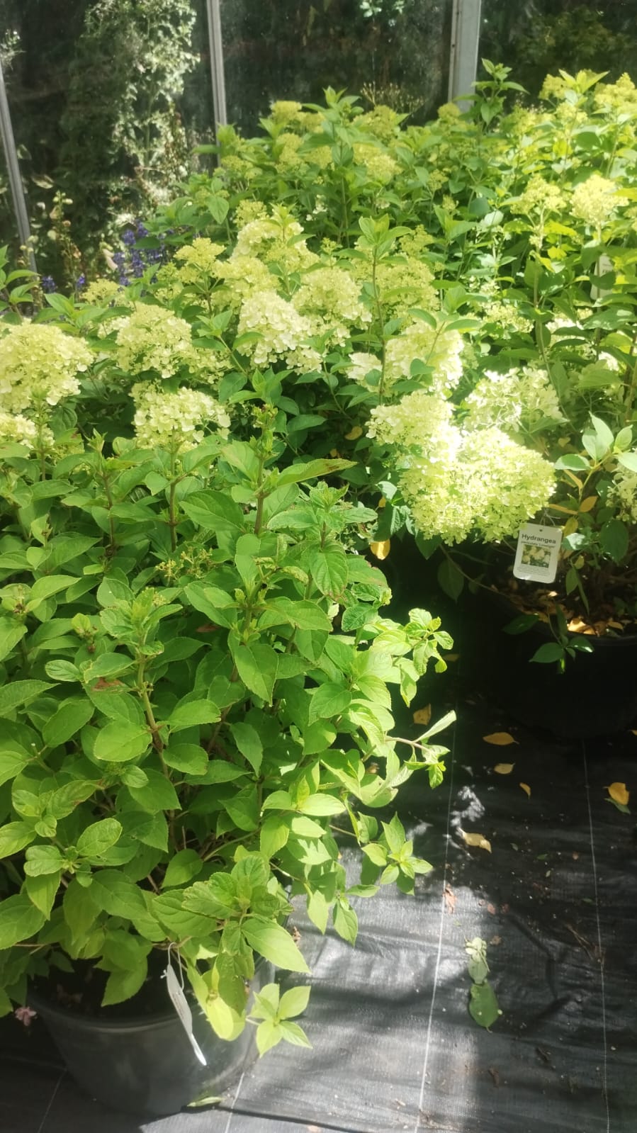 Hydrangea Paniculata White