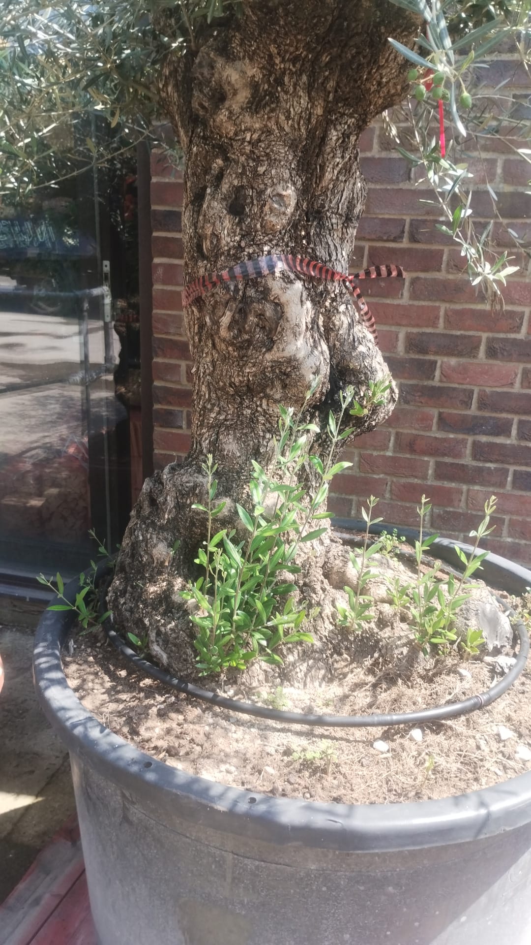 Olive Tree Gnarled Trunk