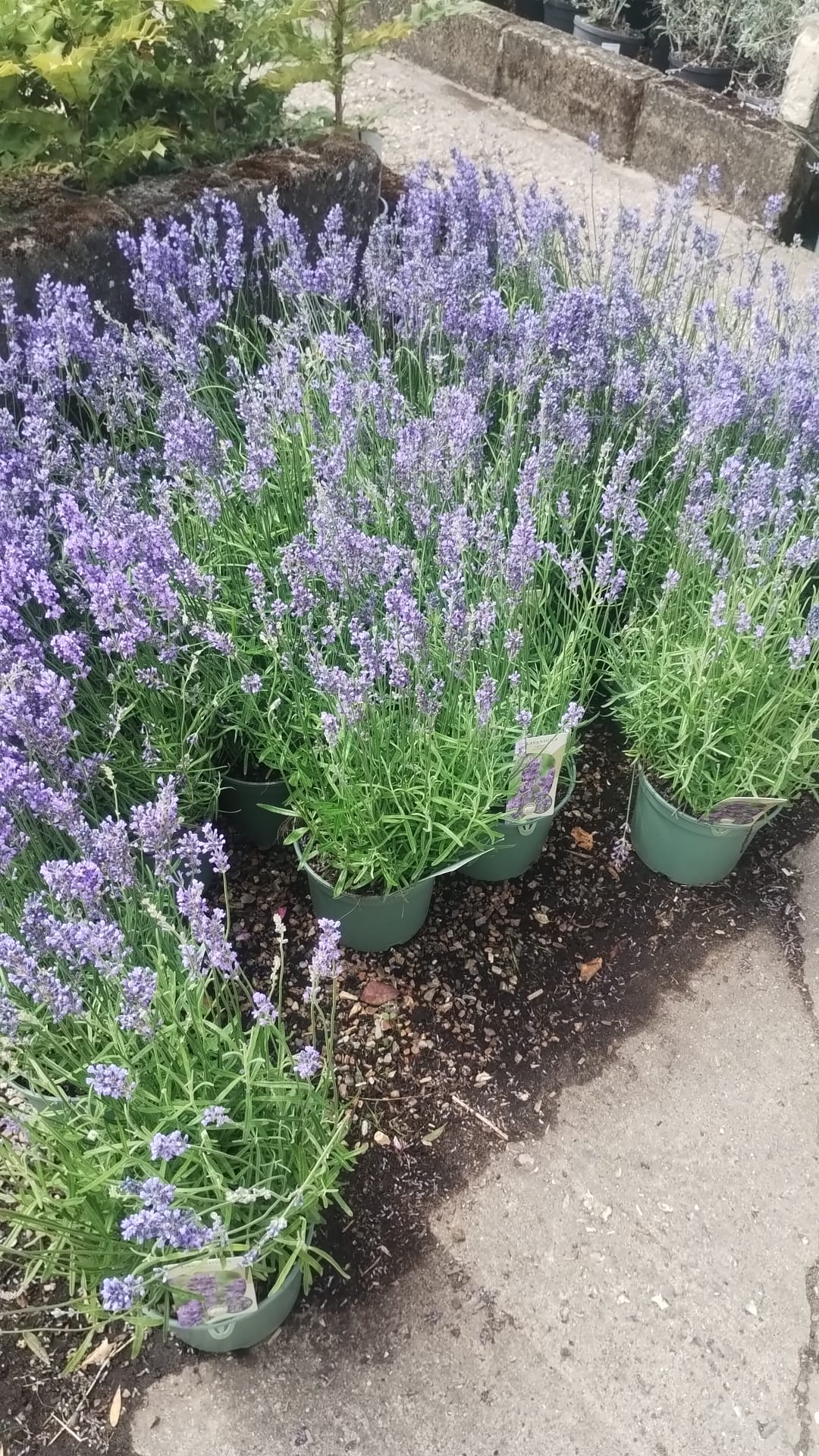 English Lavender