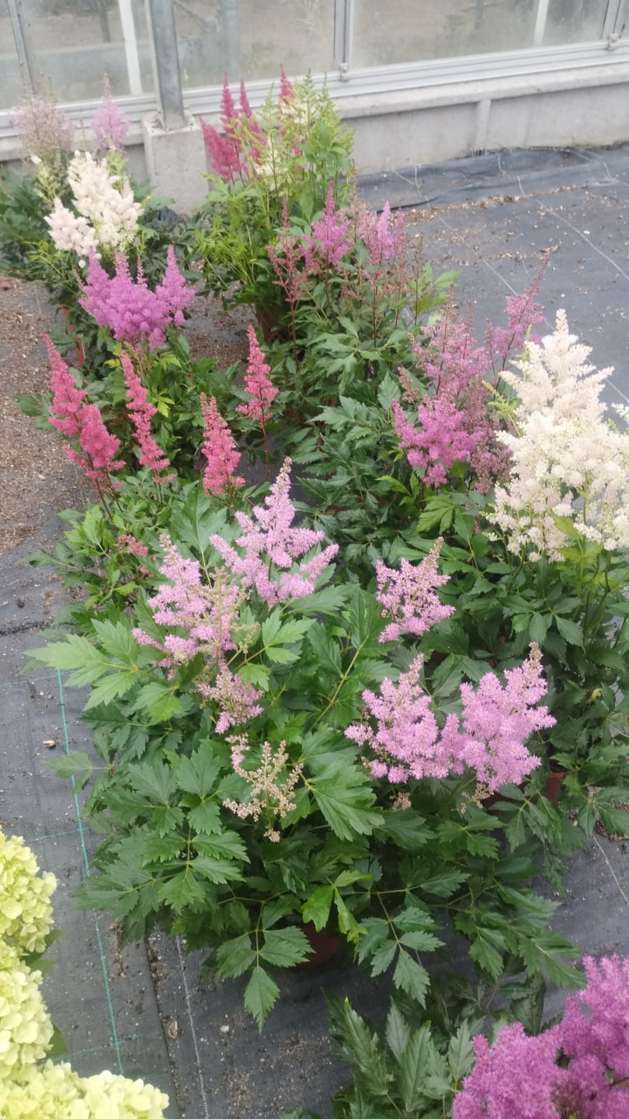 Astilbe Mixed