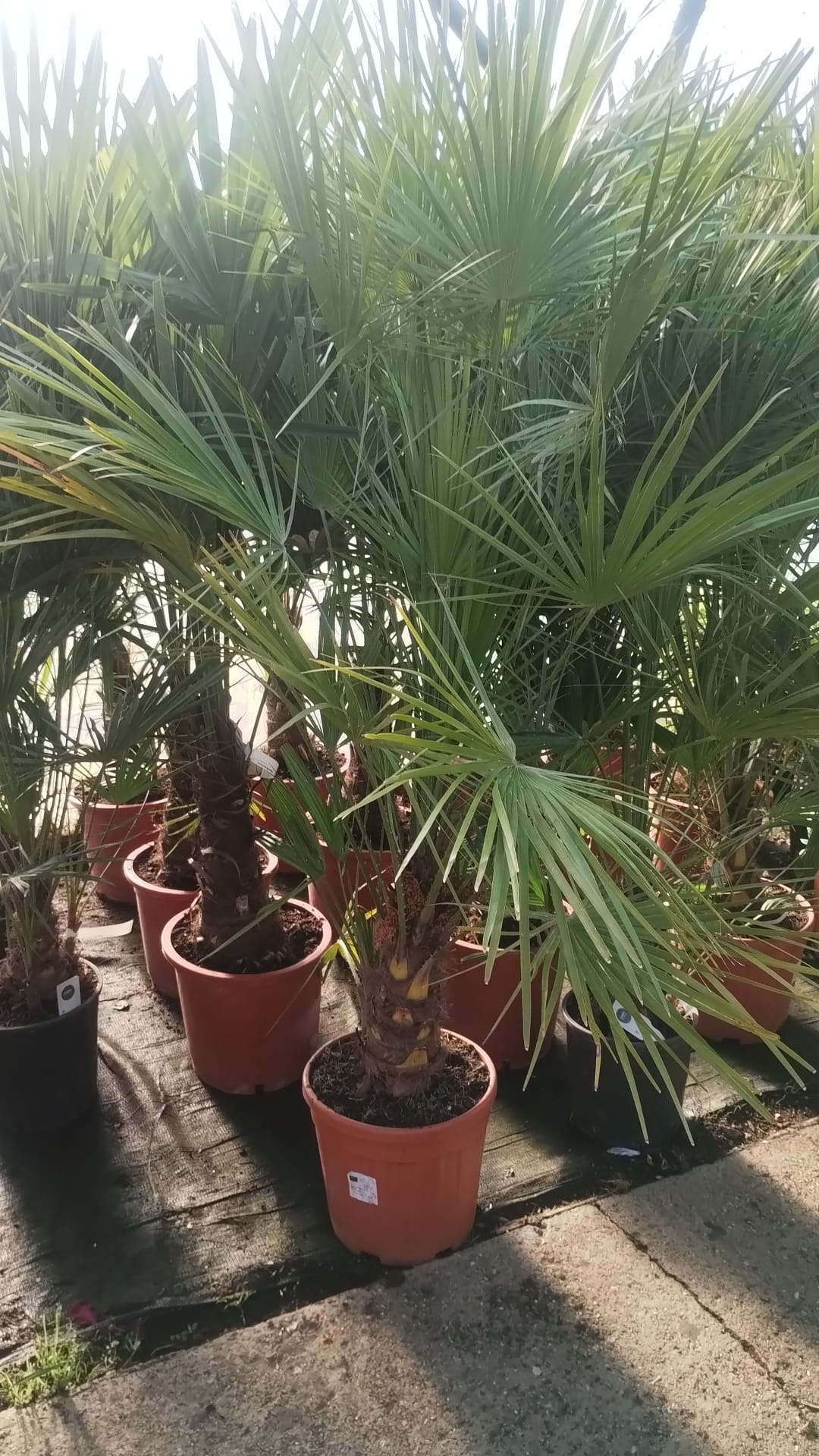 Mediterranean Fan Palm
